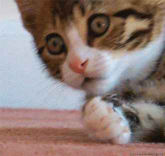 1000004272.gif