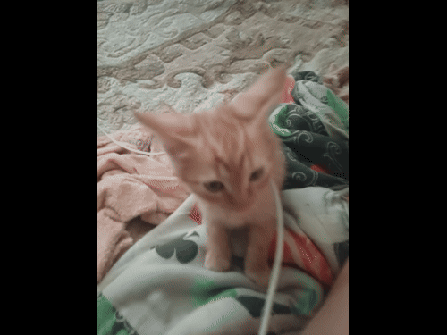 1000053037.gif