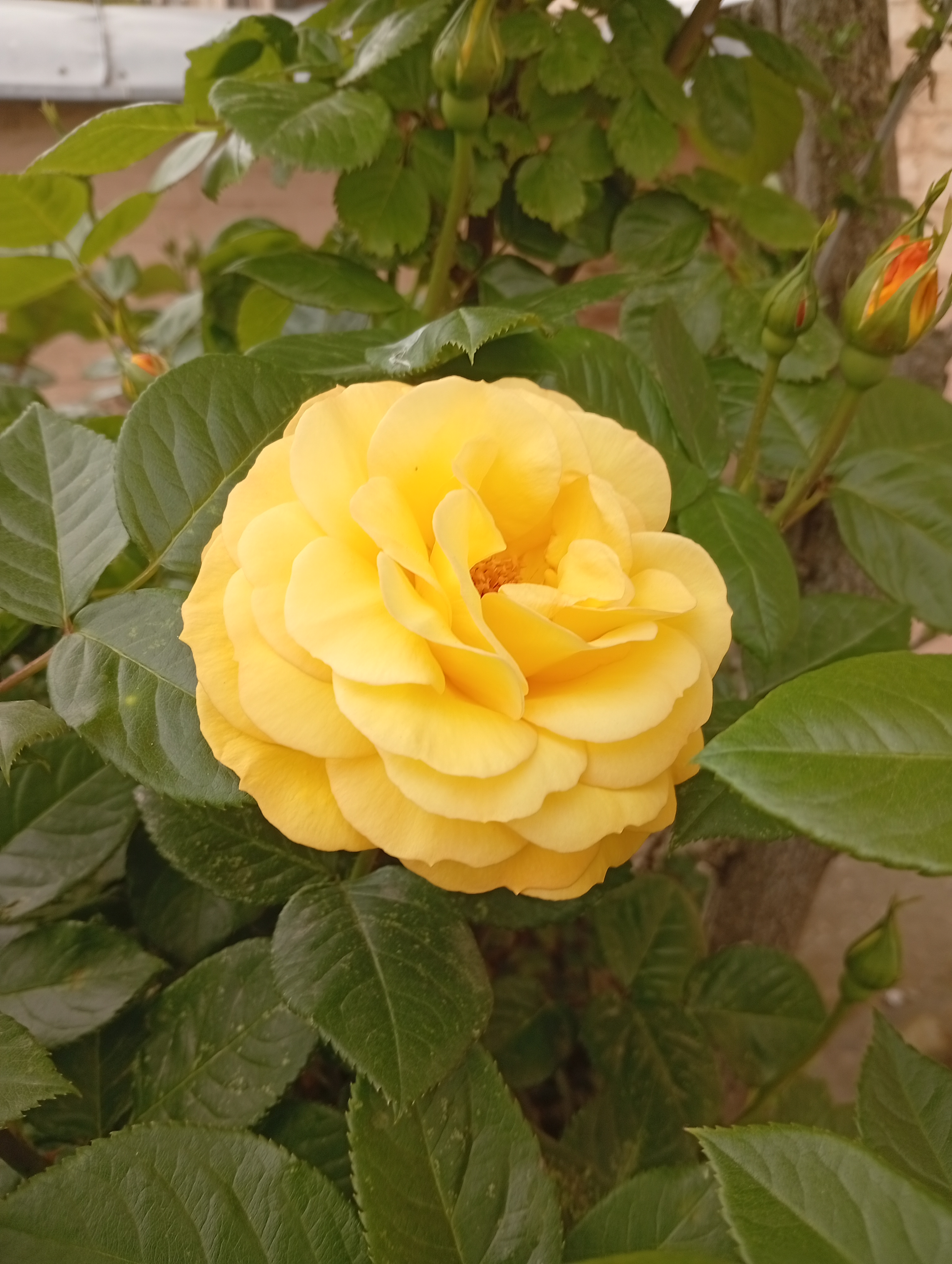 IMG_20260515_141429.jpg