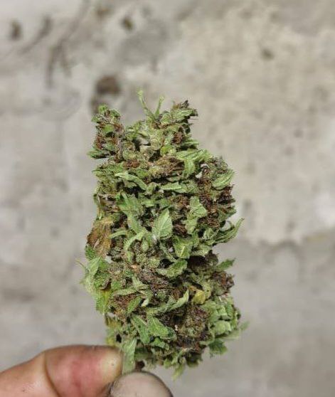 шишк.jpg