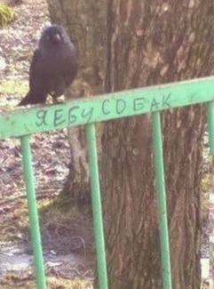 sobak1.jpg