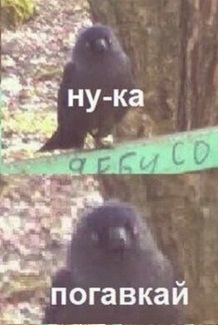 sobak2.jpg
