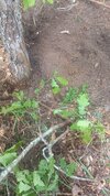 IMG_20260527_102617_029.jpg