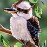 kookabura