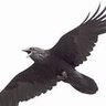voronraven
