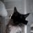 IamPTZcat