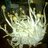 Andrey_zmey004