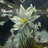 realEdelweiss