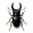 ZHUK or INSECT